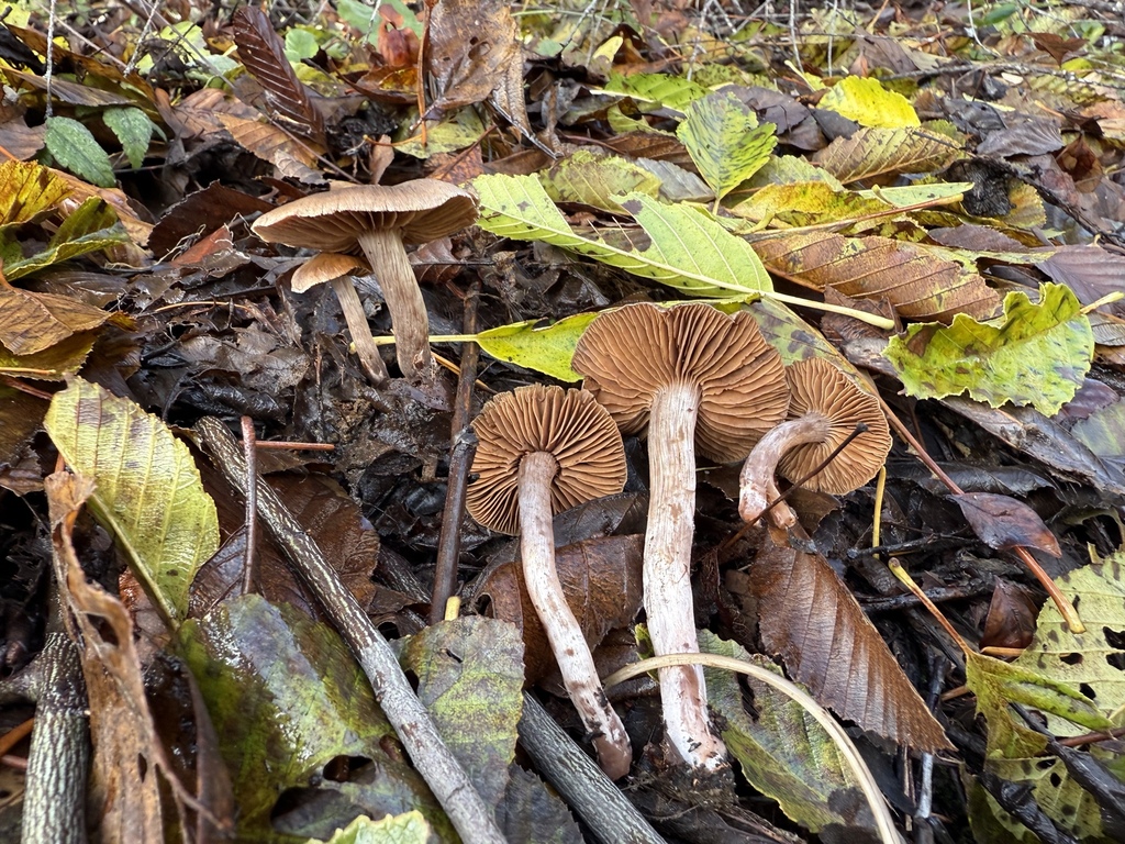 Cortinarius pacificovernus · November 2025 · photo: © thehyphaemovement (iNaturalist, cc-by-nc)