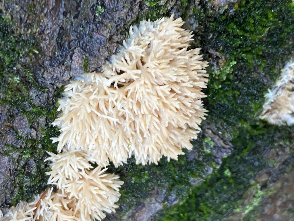 Radulomyces copelandii · October 2025 · photo: © puppyy (iNaturalist, cc0)