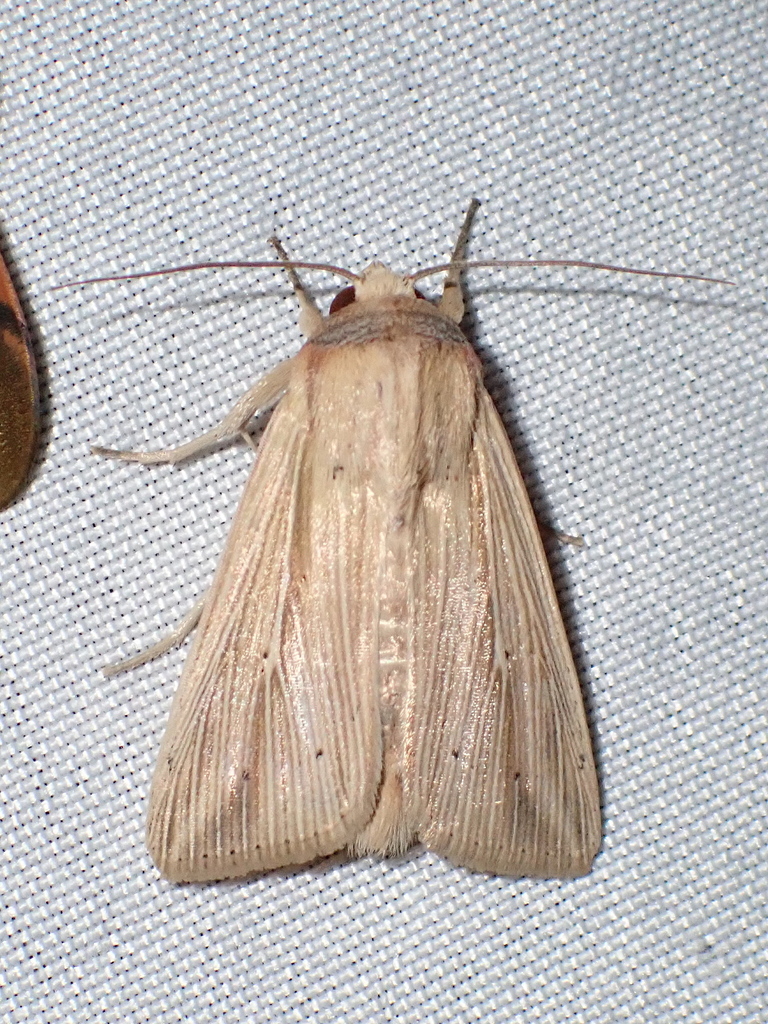 Cutworm moth