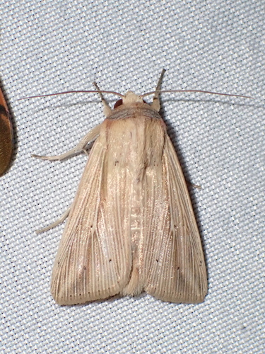Cutworm moth