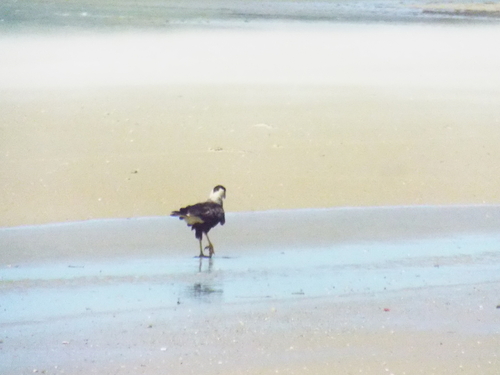 Crested Caracara