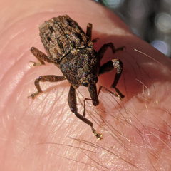 Pseudometyrus sirius