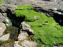 Ulva linza