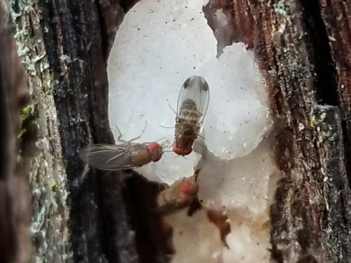 Unknown species found near Ringoes, NJ 08551, USA