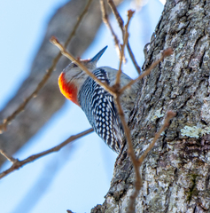 Melanerpes carolinus