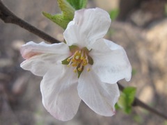 Prunus tomentosa