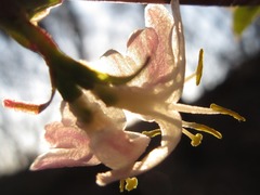 Lonicera harae