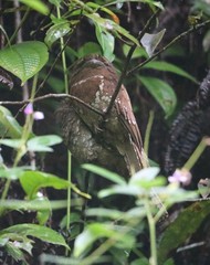 Batrachostomus moniliger