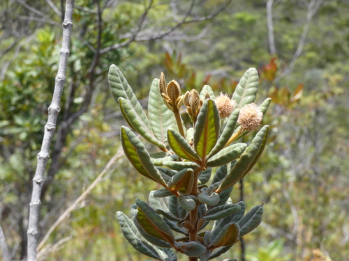 Pancheria hirsuta observed 2025-10-26