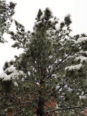 Pinus brutia