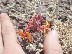 Hoffmannseggia doellii