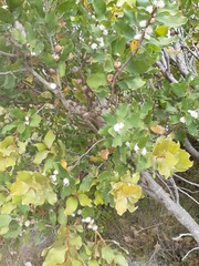 Hakea elliptica
