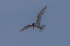 Sternula nereis davisae