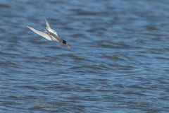 Sternula nereis davisae