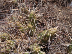 Maihueniopsis camachoi