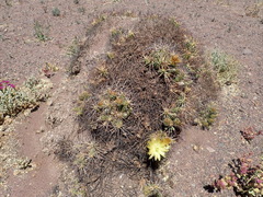 Maihueniopsis camachoi