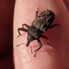 Pseudometyrus sirius