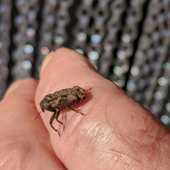 Pseudometyrus sirius