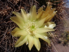 Maihueniopsis camachoi