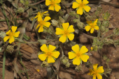 Potentilla hippiana