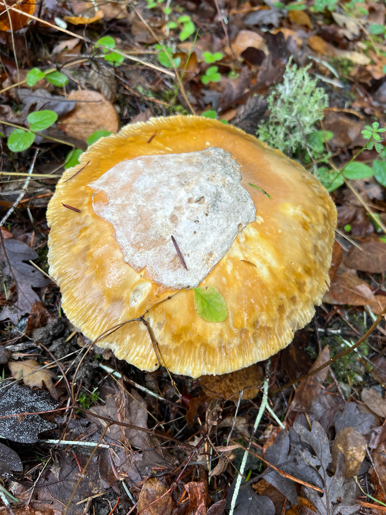 Amanita calyptroderma · November 2025 · photo: © rynaturalist (iNaturalist, cc-by)