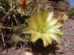 Maihueniopsis camachoi