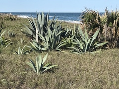 Agave weberi