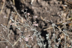 Eriogonum cinereum