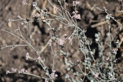 Eriogonum cinereum