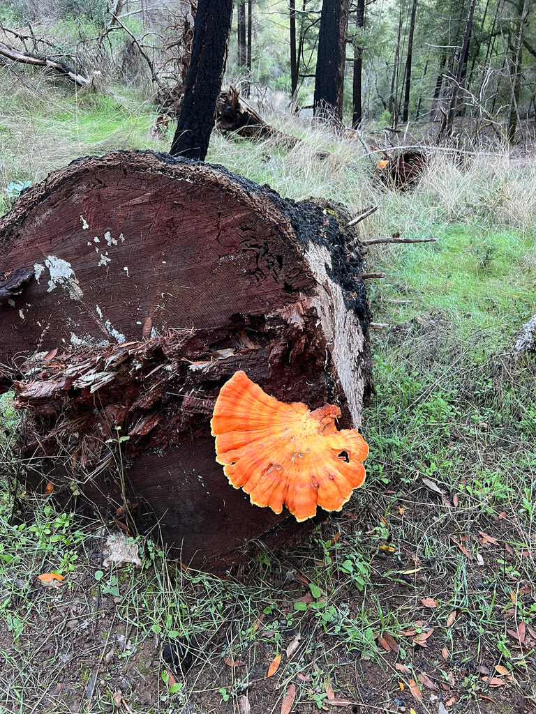 Laetiporus conifericola · November 2025 · photo: © rynaturalist (iNaturalist, cc-by)