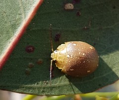Paropsis lutea