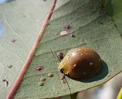 Paropsis lutea