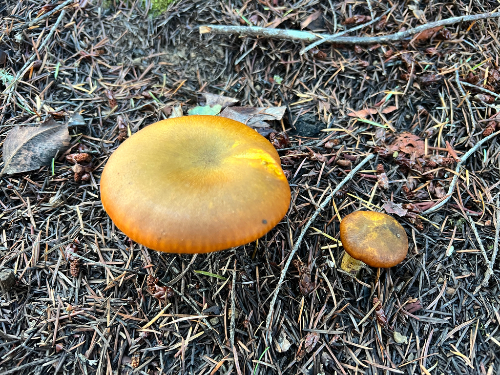Omphalotus olivascens · November 2025 · photo: © rynaturalist (iNaturalist, cc-by)