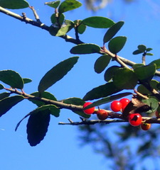Ilex vomitoria image