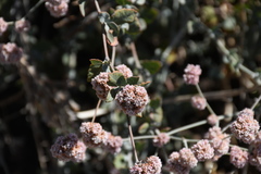 Eriogonum cinereum