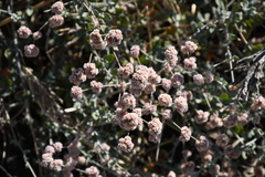 Eriogonum cinereum