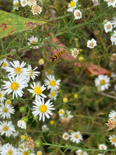 Unknown species found near W Merryway Ln, Bloomington, IN, US
