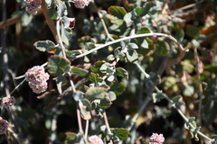 Eriogonum cinereum