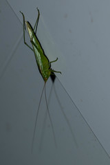 Conocephalus longipes