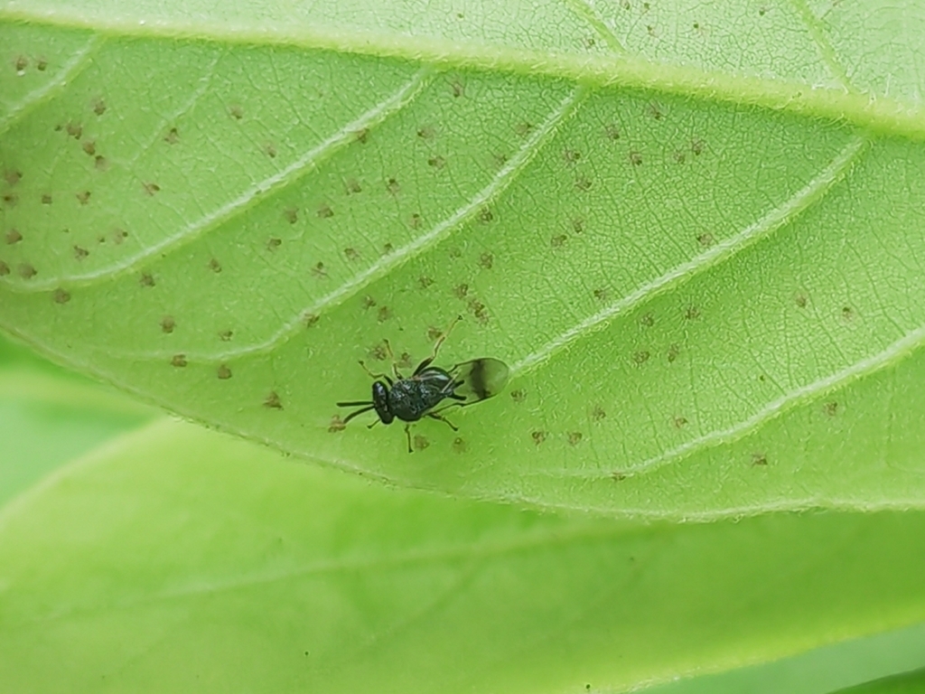 Shichida Insect Schizaspidia from Shenzhen, CN-GD, CN on November 9, 2025 at 09:35 AM ...