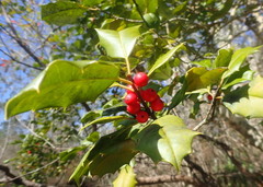 Ilex opaca image