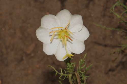 crownleaf evening primrose (Oenothera coronopifolia)