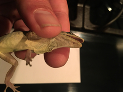 Anolis aeneus