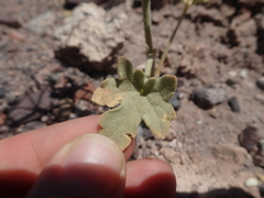 Tiquilia atacamensis