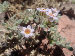 Tiquilia atacamensis