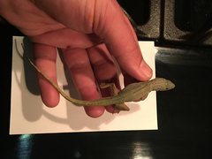 Anolis aeneus