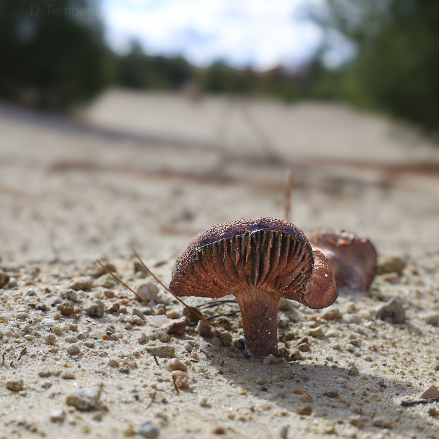 Laccaria trullisata · November 2025 · photo: © bdthomas (iNaturalist, cc-by)
