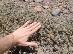 Tiquilia atacamensis