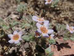 Tiquilia atacamensis