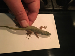 Anolis aeneus